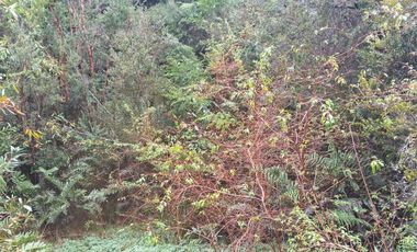 Parcelas San Ignacio Alto