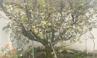 Casa en venta en el centro histórico de Cuenca, NO Inventariada, Cuenca - Ec