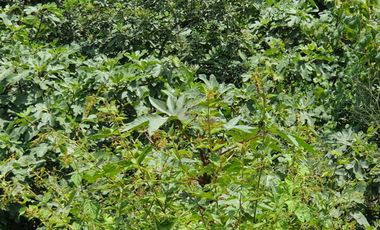 VENTA DE TERRENO EN EL HATILLO, CHANCAY, HUARAL