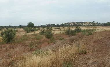 Dos Terrenos; 137 + 712 hectáreas En Carretera Sullana – Talara