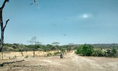 Dos Terrenos; 137 + 712 hectáreas En Carretera Sullana – Talara