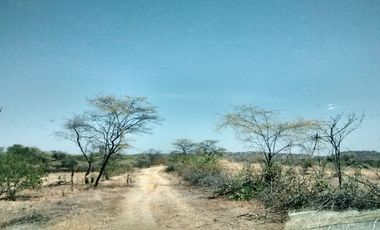 Dos Terrenos; 137 + 712 hectáreas En Carretera Sullana – Talara