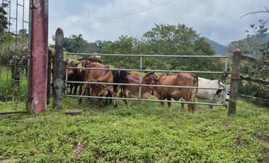FINCA 13 FANEGADAS EN FUSAGASUGA