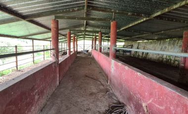 FINCA 13 FANEGADAS EN FUSAGASUGA