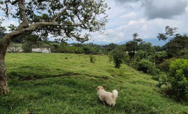 FINCA 13 FANEGADAS EN FUSAGASUGA