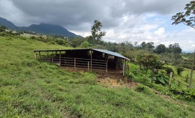 FINCA 13 FANEGADAS EN FUSAGASUGA
