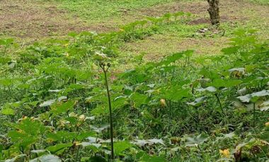 FINCA FAVORABLE EN GIRARDOTA ANTIOQUIA COLOMBIA.