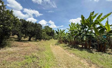 Se vende finca productiva en Buenavista Quindío cultivada en naranja y banano