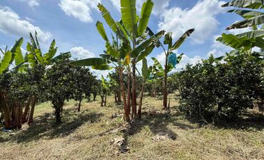 Se vende finca productiva en Buenavista Quindío cultivada en naranja y banano