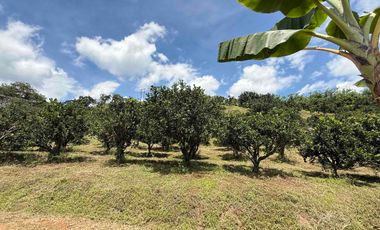 Se vende finca productiva en Buenavista Quindío cultivada en naranja y banano