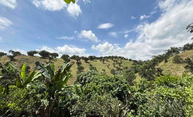 Se vende finca productiva en Buenavista Quindío cultivada en naranja y banano
