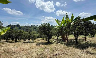 Se vende finca productiva en Buenavista Quindío cultivada en naranja y banano