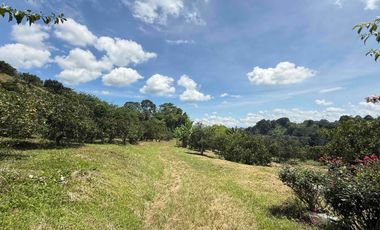 Se vende finca productiva en Buenavista Quindío cultivada en naranja y banano