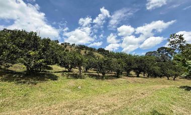 Se vende finca productiva en Buenavista Quindío cultivada en naranja y banano