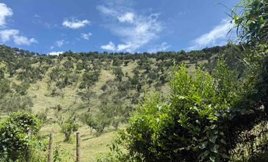 Se vende finca productiva en Buenavista Quindío cultivada en naranja y banano