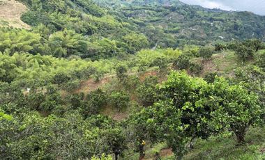 Se vende finca productiva en Buenavista Quindío cultivada en naranja y banano