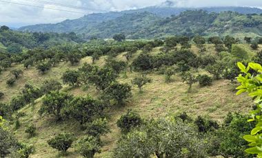 Se vende finca productiva en Buenavista Quindío cultivada en naranja y banano