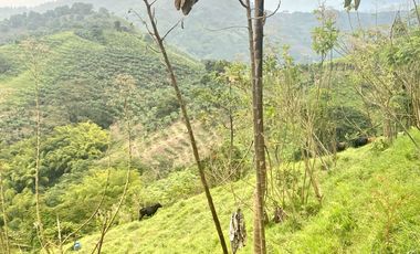 Venta de Finca en Córdoba, Quindío – Ideal para Proyecto Turístico o Glamping