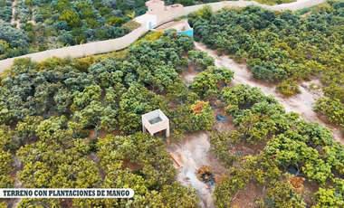 HUARAL-VENTA TERRENO 10 HECTAREAS