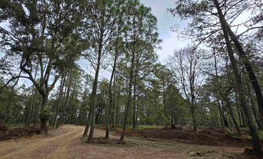 terrenos en el bosque