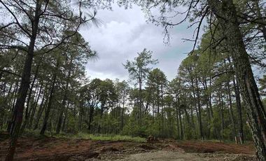 terrenos en el bosque