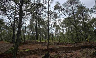terrenos en el bosque