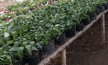 VENTA FINCA DE 14OOOMIL METRO CON RENTABILIDAD!!!  PERMUTA DE FINCA PARA DESARROLLO TURISTICO A AGRICOLA