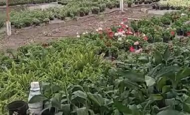 VENTA FINCA DE 14OOOMIL METRO CON RENTABILIDAD!!!  PERMUTA DE FINCA PARA DESARROLLO TURISTICO A AGRICOLA
