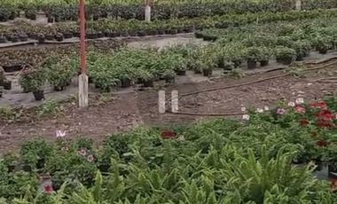 VENTA FINCA DE 14OOOMIL METRO CON RENTABILIDAD!!!  PERMUTA DE FINCA PARA DESARROLLO TURISTICO A AGRICOLA