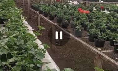 VENTA FINCA DE 14OOOMIL METRO CON RENTABILIDAD!!!  PERMUTA DE FINCA PARA DESARROLLO TURISTICO A AGRICOLA
