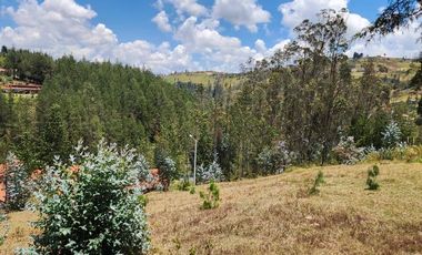 TERRENO EN VENTA DE 8 HECTÁREAS CON BOSQUE DE PINOS EN TUTUPALI, CUENCA