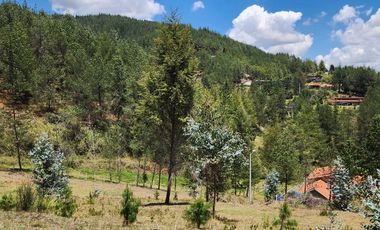 TERRENO EN VENTA DE 8 HECTÁREAS CON BOSQUE DE PINOS EN TUTUPALI, CUENCA