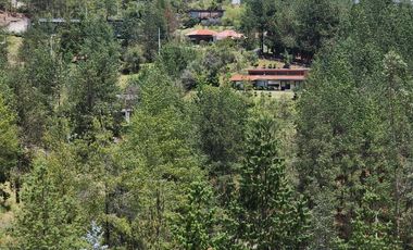 TERRENO EN VENTA DE 8 HECTÁREAS CON BOSQUE DE PINOS EN TUTUPALI, CUENCA