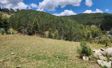 TERRENO EN VENTA DE 8 HECTÁREAS CON BOSQUE DE PINOS EN TUTUPALI, CUENCA