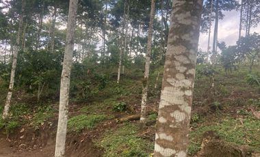 Vendo Finca de 3,5 Hectáreas en Puerto Quito. Pichincha , Ecuador.