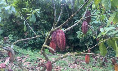 Vendo Finca de 3,5 Hectáreas en Puerto Quito. Pichincha , Ecuador.