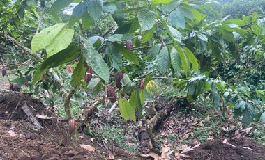 Vendo Finca de 3,5 Hectáreas en Puerto Quito. Pichincha , Ecuador.