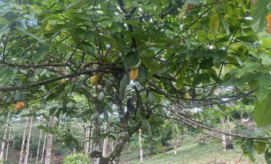 Vendo Finca de 3,5 Hectáreas en Puerto Quito. Pichincha , Ecuador.