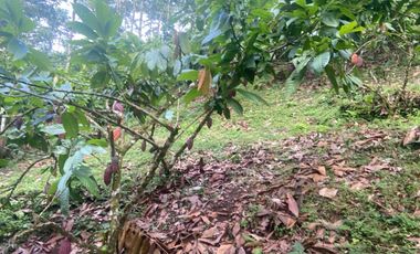 Finca de 3,5 Hectáreas  de venta en Puerto Quito. Pichincha , Ecuador.