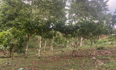 Finca de 3,5 Hectáreas  de venta en Puerto Quito. Pichincha , Ecuador.