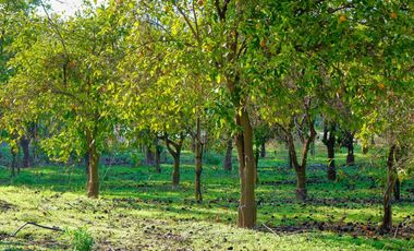 Parcela con Rol propio, luz y agua