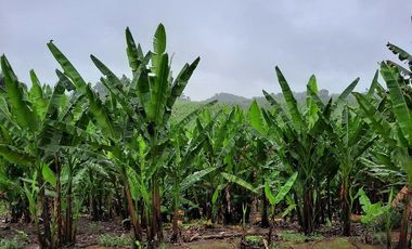 SE VENDE FINCA AGRÍCOLA EN PRODUCCIÓN 126,70 HECTÁREAS, MONTERREY – LA CONCORDIA - SANTO DOMINGO - ECUADOR