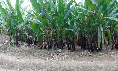 SE VENDE FINCA AGRÍCOLA EN PRODUCCIÓN 126,70 HECTÁREAS, MONTERREY – LA CONCORDIA - SANTO DOMINGO - ECUADOR