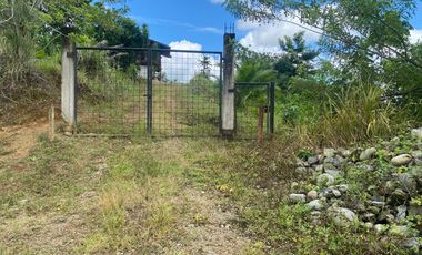 SE VENDE FINCA AGRÍCOLA EN PRODUCCIÓN 126,70 HECTÁREAS, MONTERREY – LA CONCORDIA - SANTO DOMINGO - ECUADOR