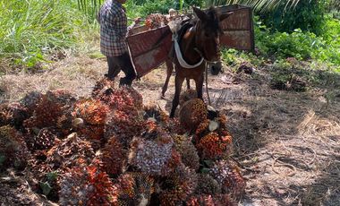 SE VENDE FINCA AGRÍCOLA EN PRODUCCIÓN 126,70 HECTÁREAS, MONTERREY – LA CONCORDIA - SANTO DOMINGO - ECUADOR