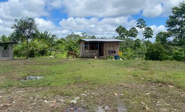 SE VENDE FINCA AGRÍCOLA EN PRODUCCIÓN 126,70 HECTÁREAS, MONTERREY – LA CONCORDIA - SANTO DOMINGO - ECUADOR