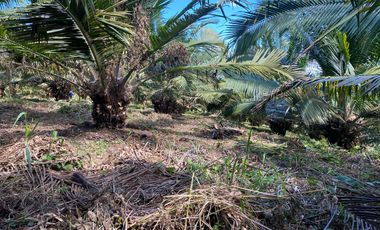 SE VENDE FINCA AGRÍCOLA EN PRODUCCIÓN 126,70 HECTÁREAS, MONTERREY – LA CONCORDIA - SANTO DOMINGO - ECUADOR