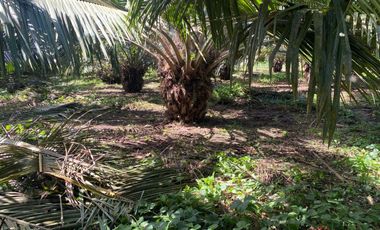 SE VENDE FINCA AGRÍCOLA EN PRODUCCIÓN 126,70 HECTÁREAS, MONTERREY – LA CONCORDIA - SANTO DOMINGO - ECUADOR