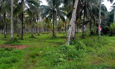 prime Lot for Sale in San francisco agusan del sur