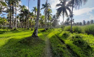 prime Lot for Sale in San francisco agusan del sur